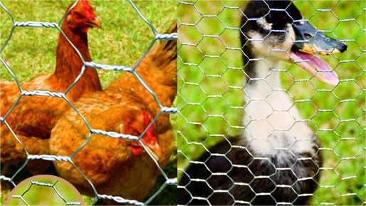 проволочная сетка